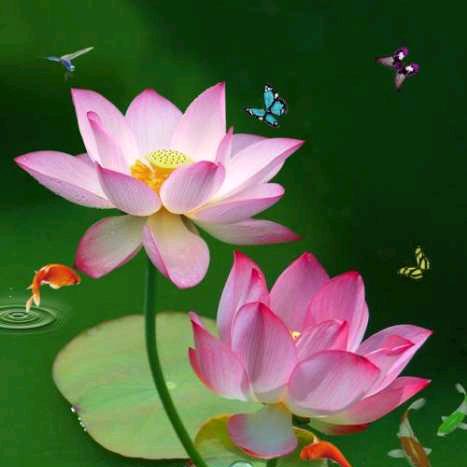 冰清玉洁《拒私聊》