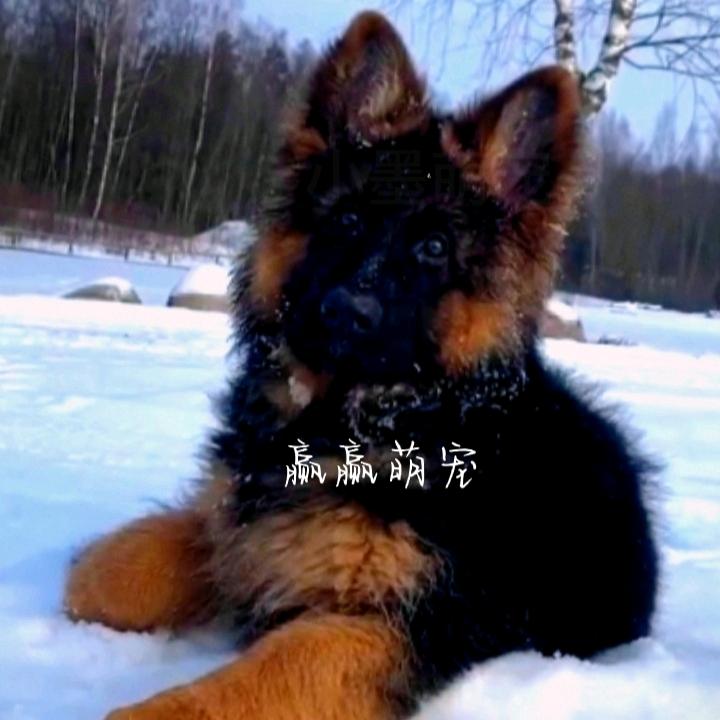 赢赢萌宠