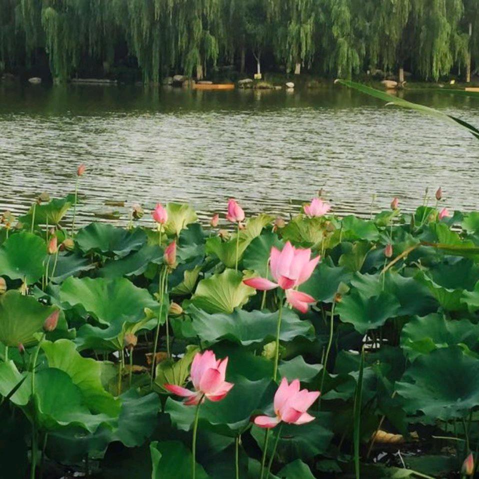 雲上飛