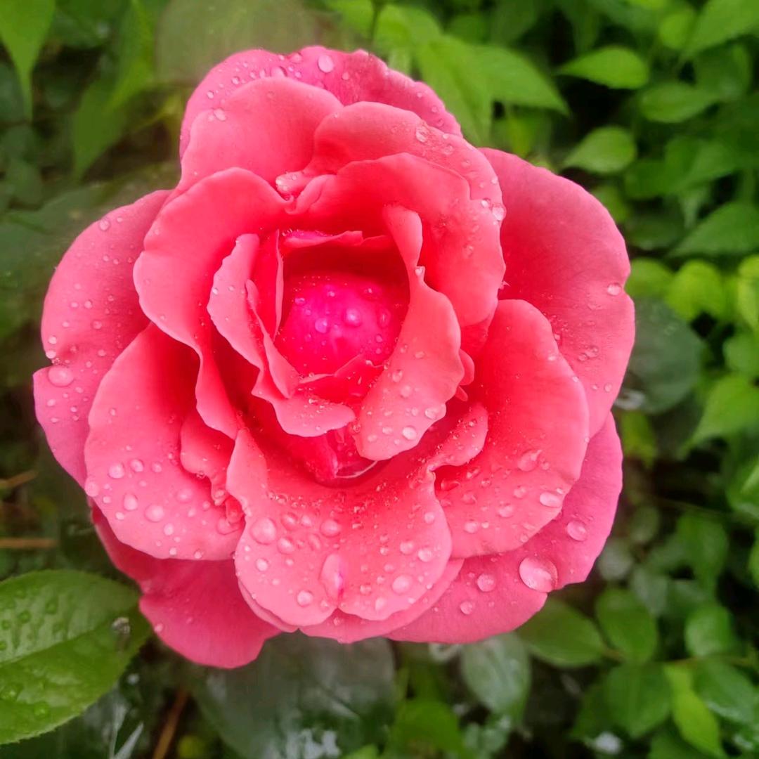 🌹刘姐🌹