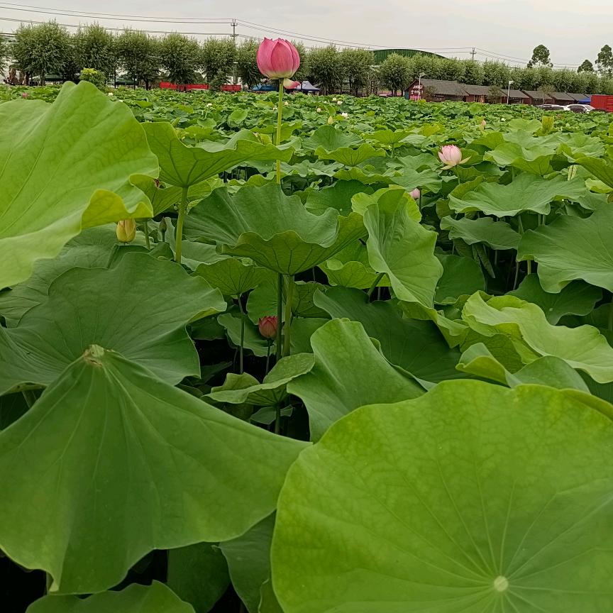 青春