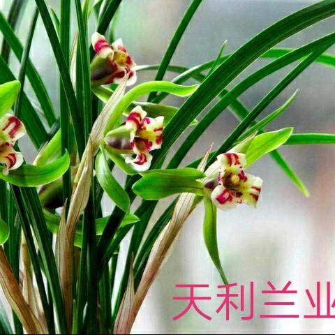 天利兰花绿植园艺
