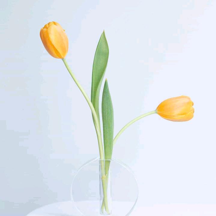 周颂维清