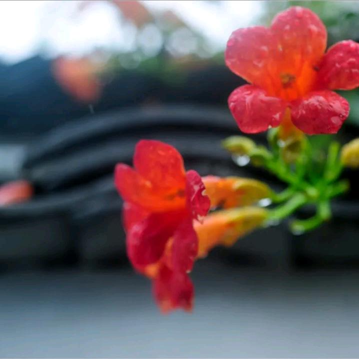 巴山夜雨