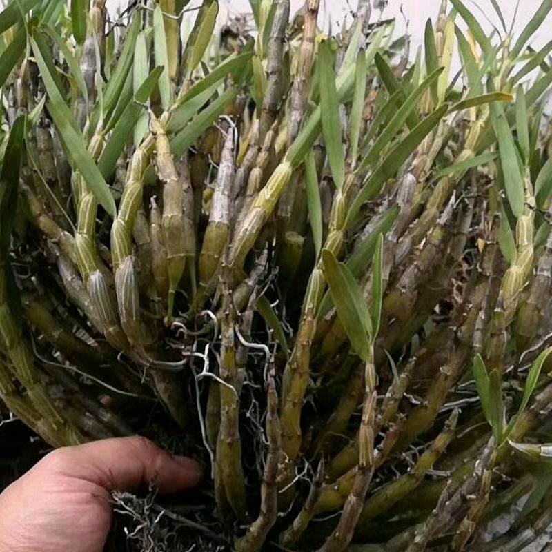 燕儿往南飞