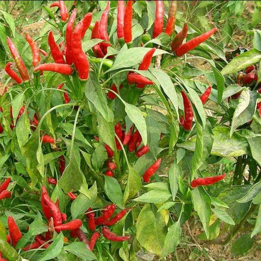 辣椒种植研究员-梅梅