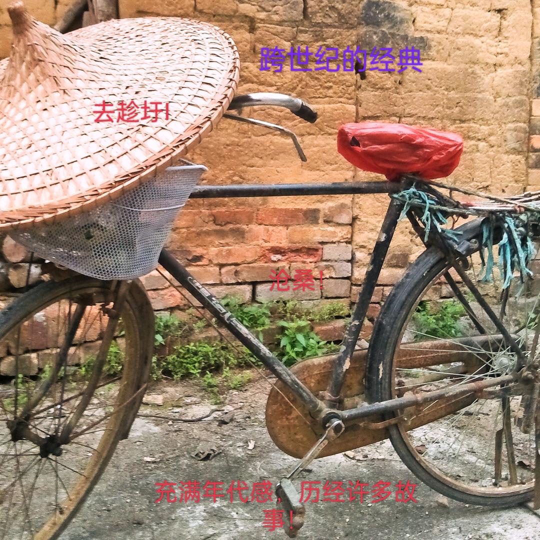正牌草根