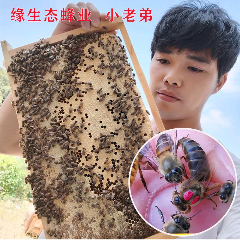 缘生态蜂业（罗老板）
