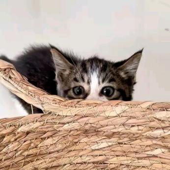 刘大壮🐯是只猫