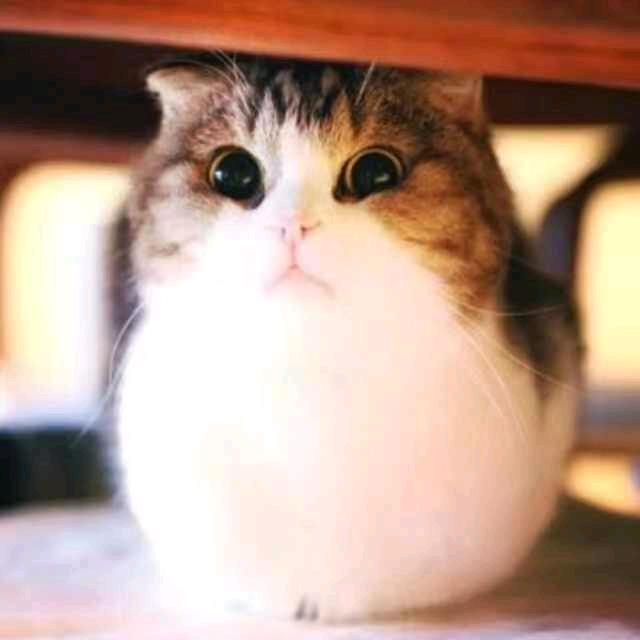 呜呼呼不鱼鱼
