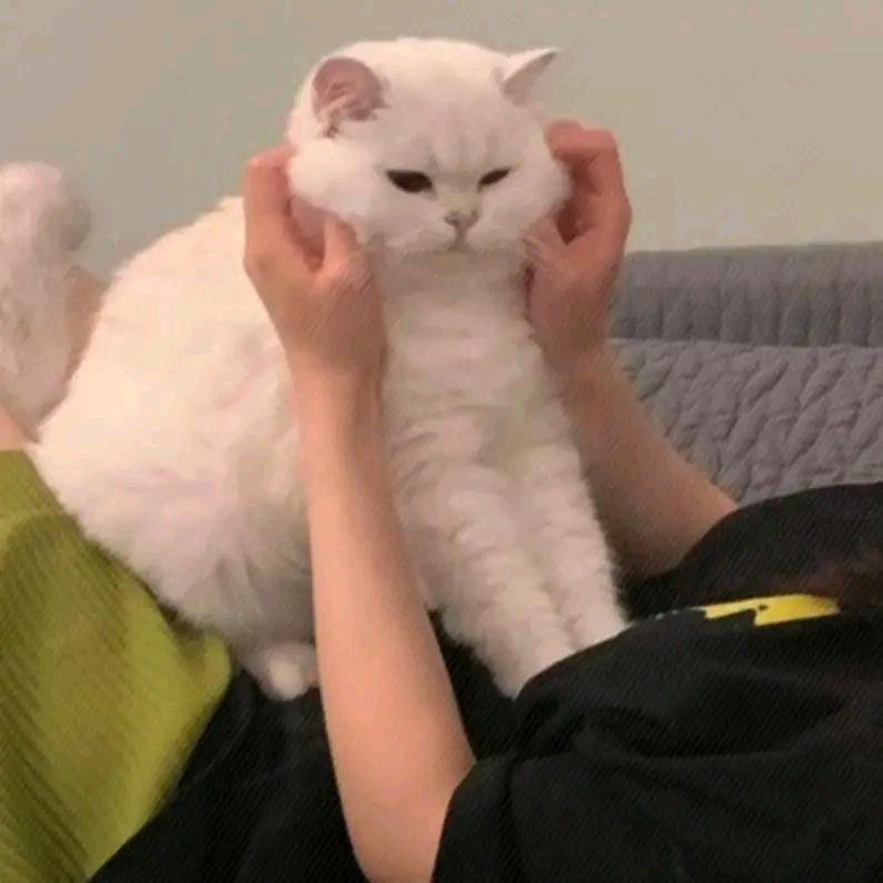 王引