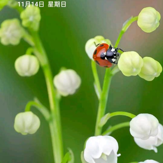 十月光辉