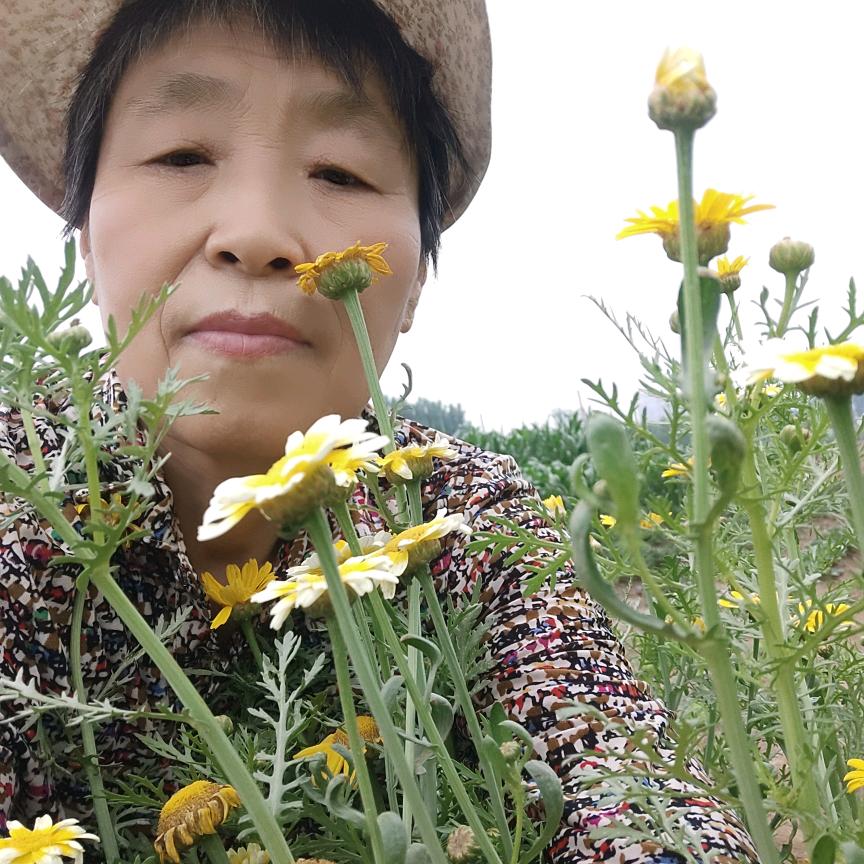 香河大妈