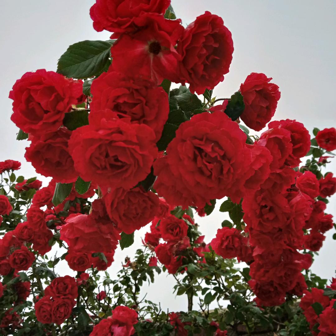 南花花