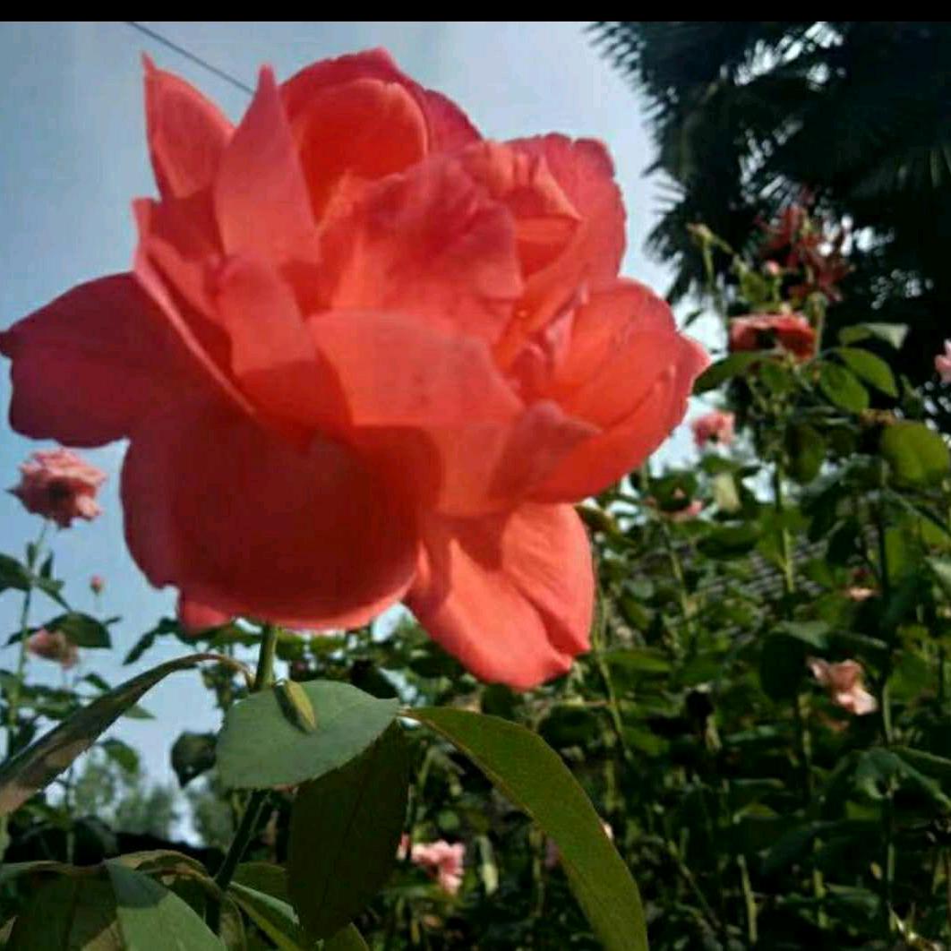 富贵花🌹