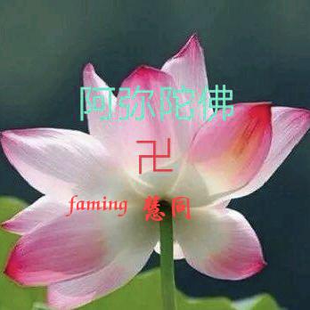 清晨阳光(faming)慧同