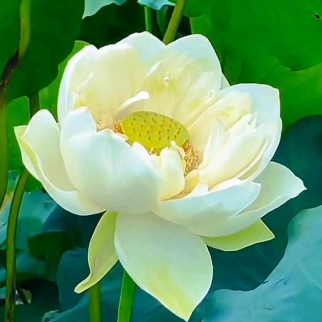 湘醴明月