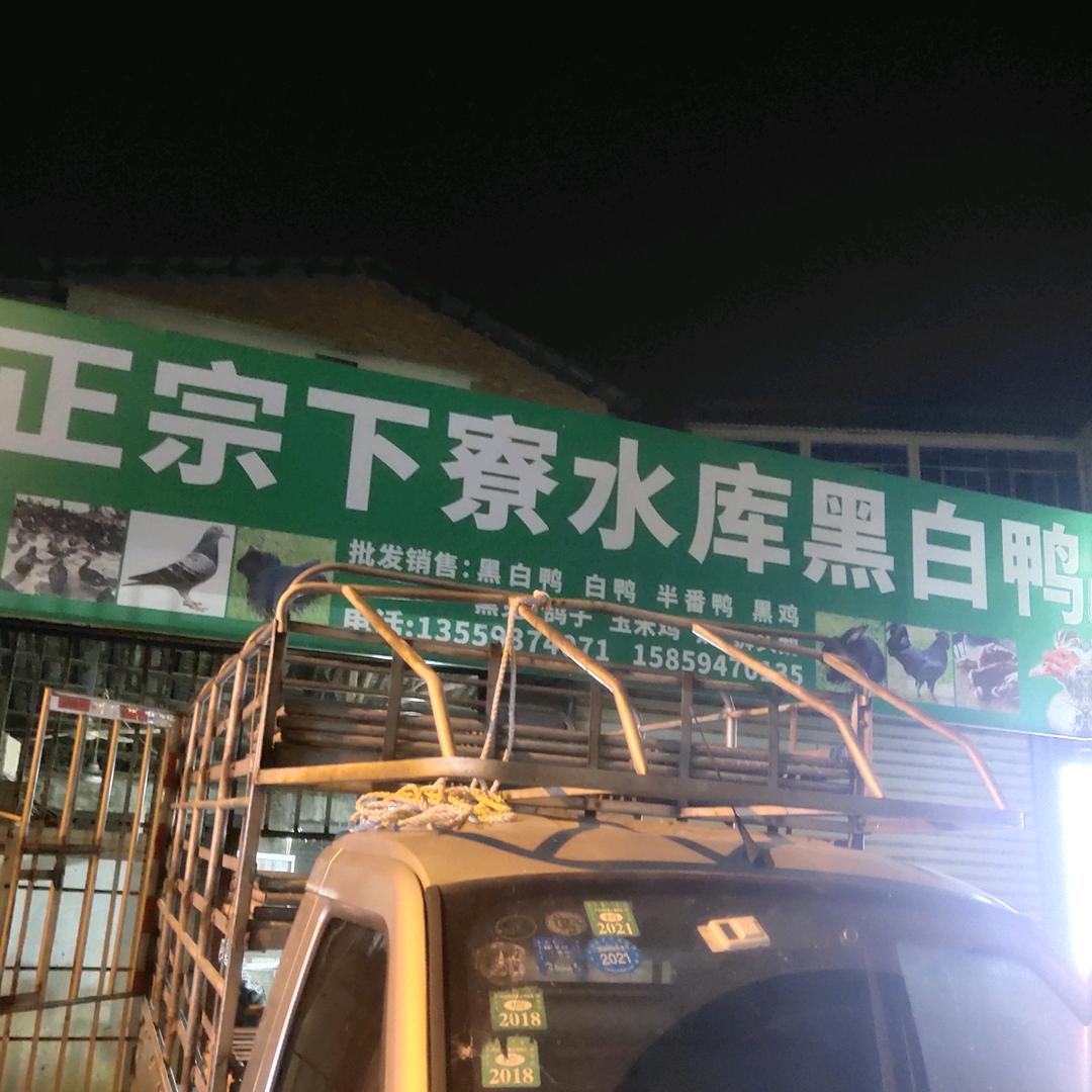 德化湖前下寮水库黑白鸭