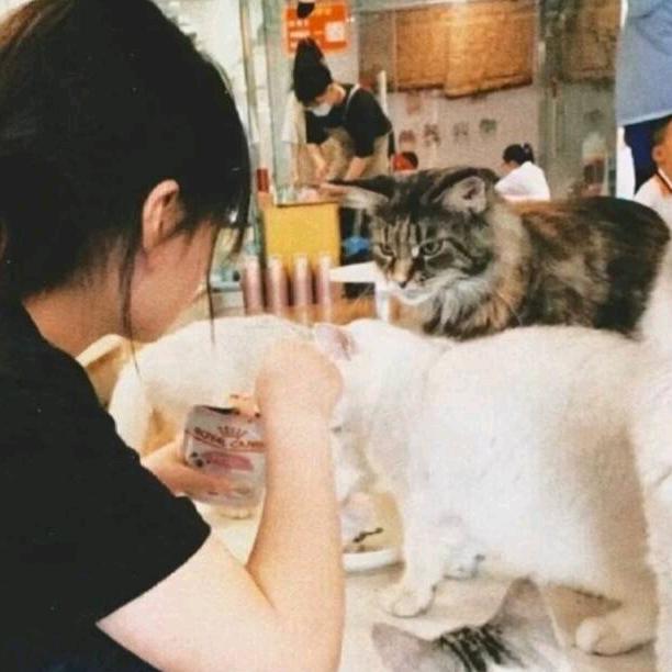 桉