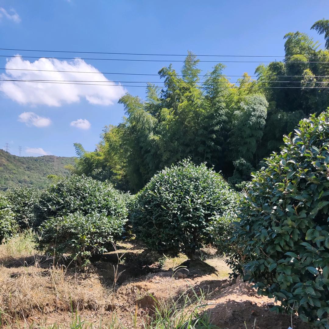 宁波市北仑区天绿花木场
