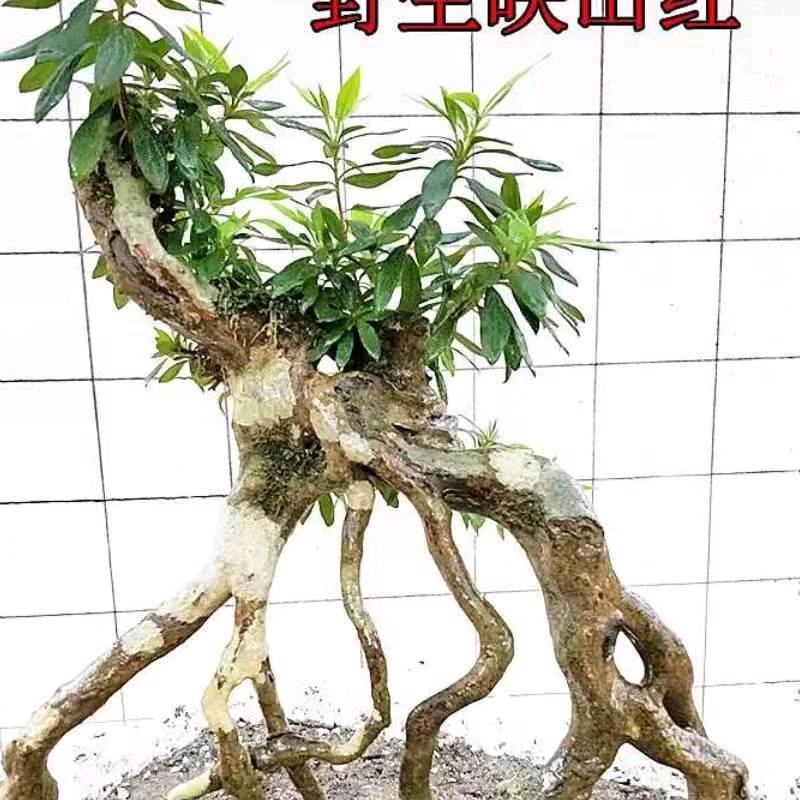 妮妮园艺盆景