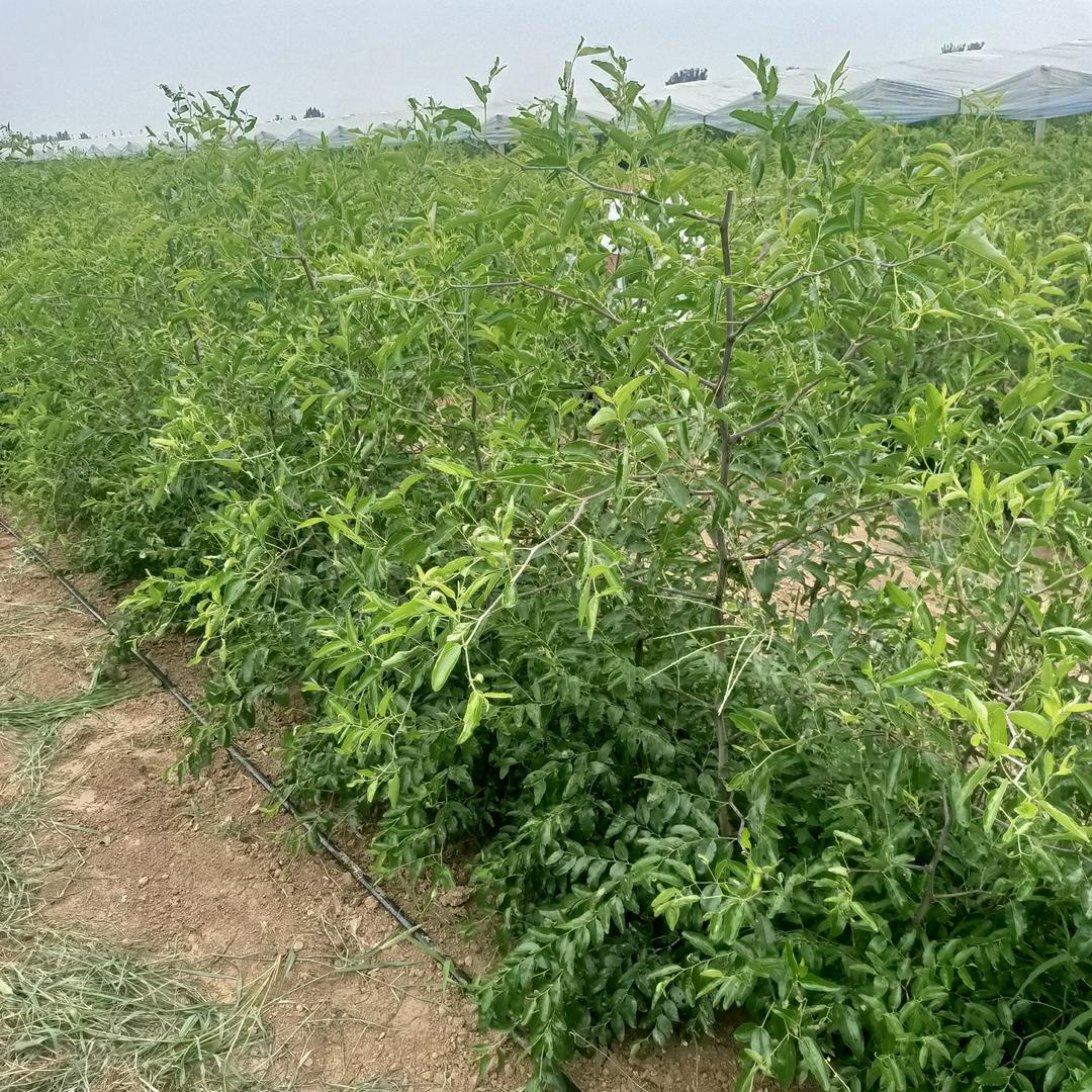 大荔县安仁志硕枣树苗
