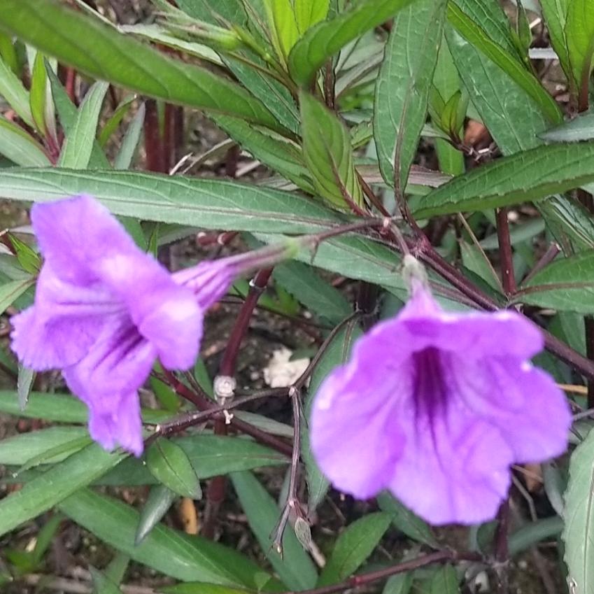 红梅