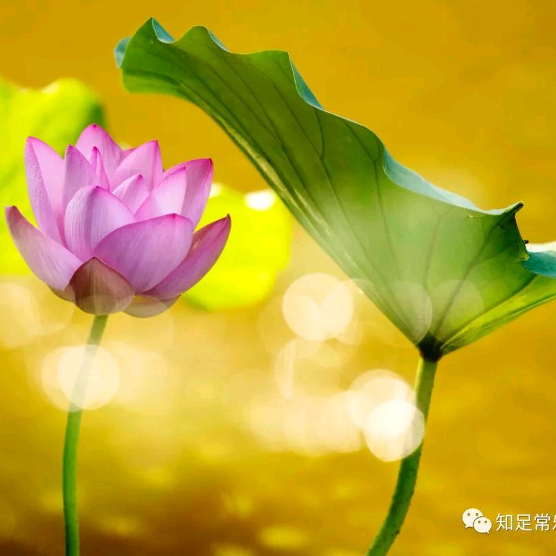 陌上花开🌸
