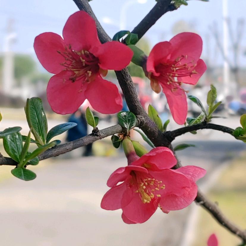 农民琴圣之音