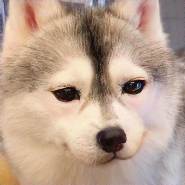 🐶东西