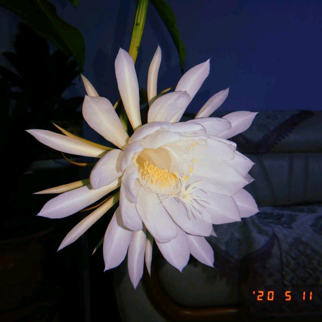 冰清