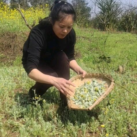 红姐传统美食(收学员)