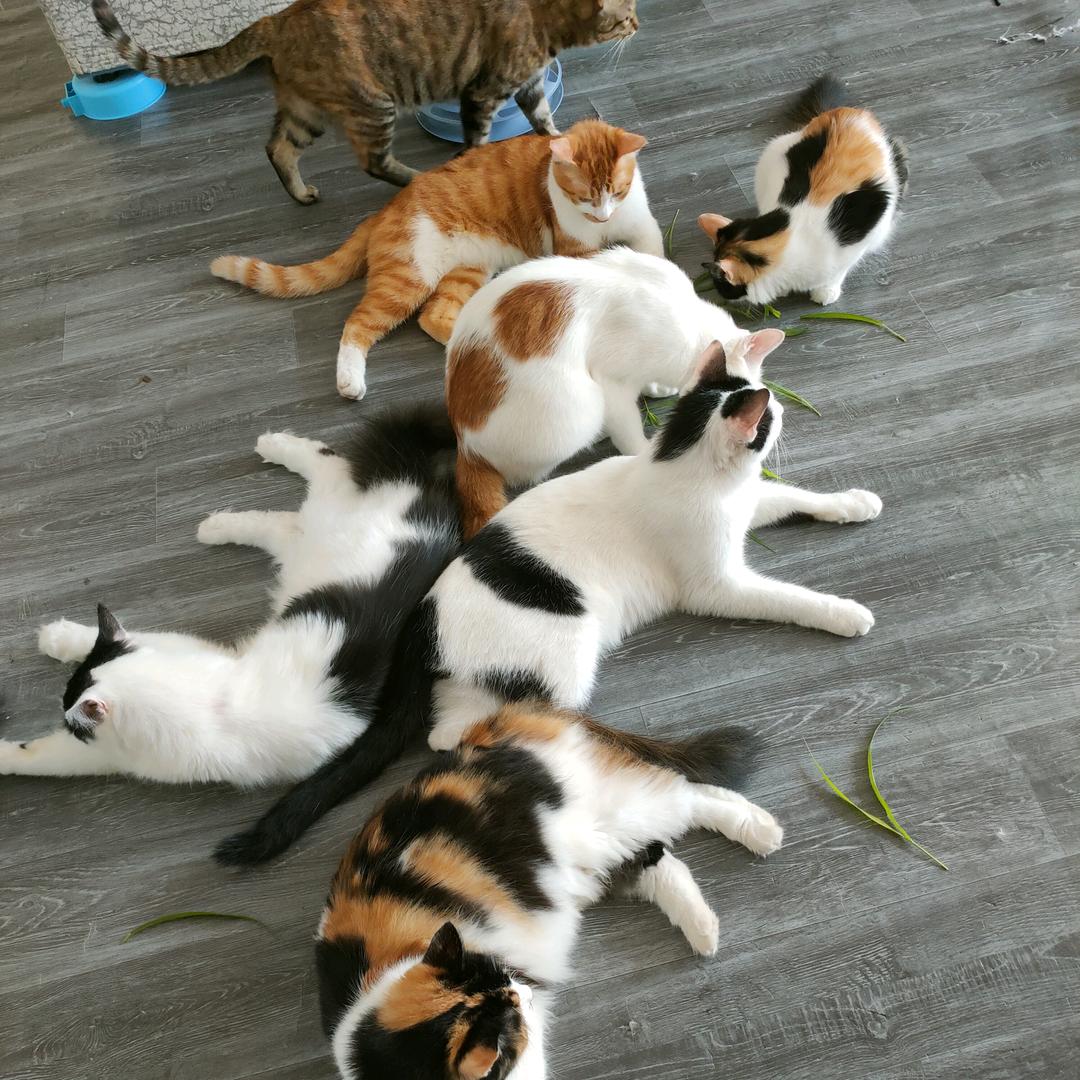 人生如梦，每天希一望流浪猫吃饱肚子，