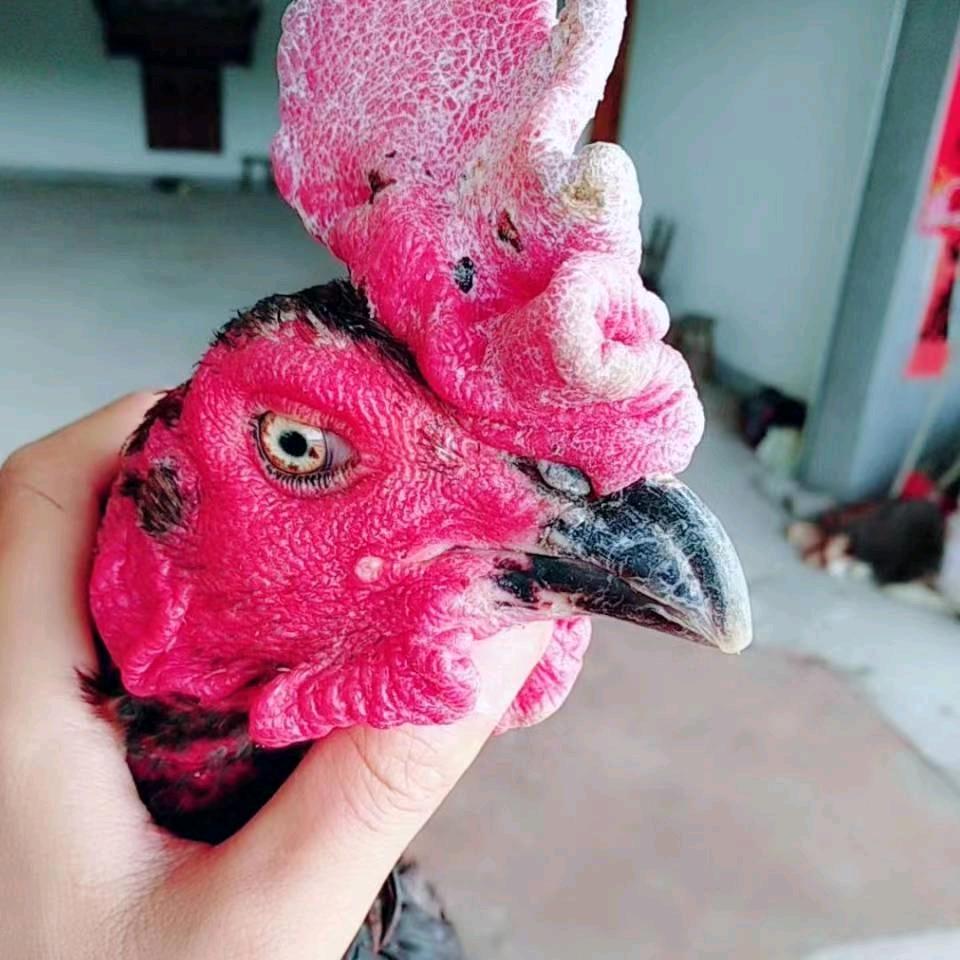 铜鼓金