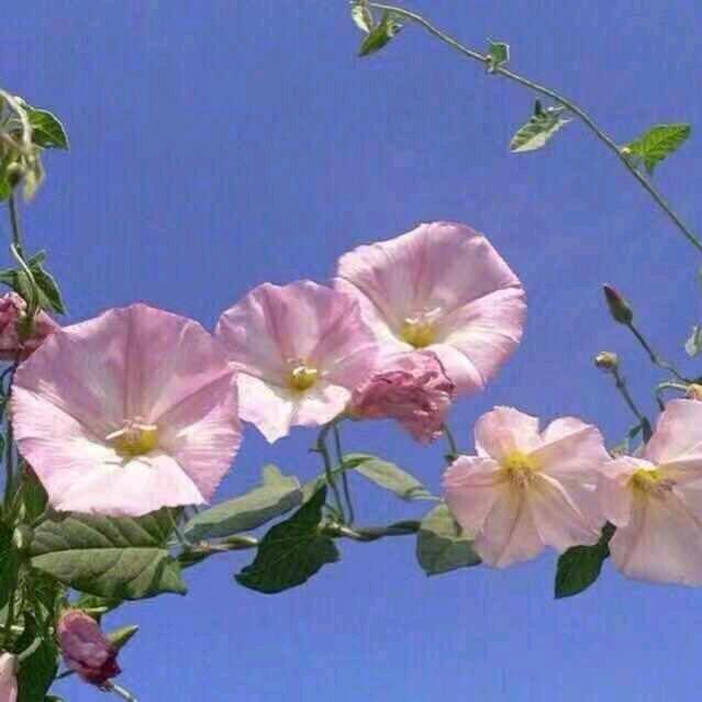 小兰自由飞翔