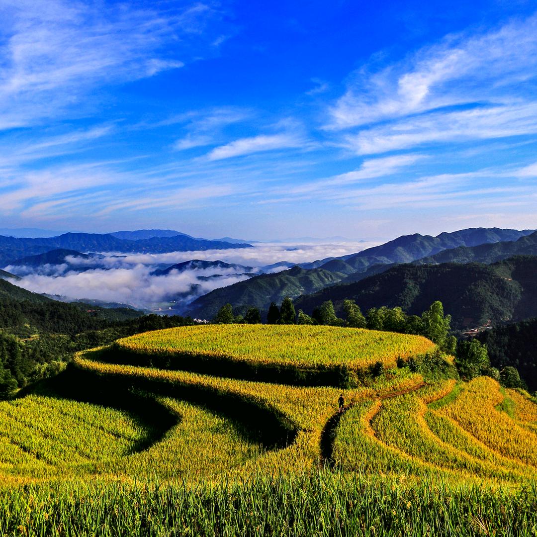 桃源梯田景区官方号