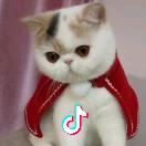 玲珑猫