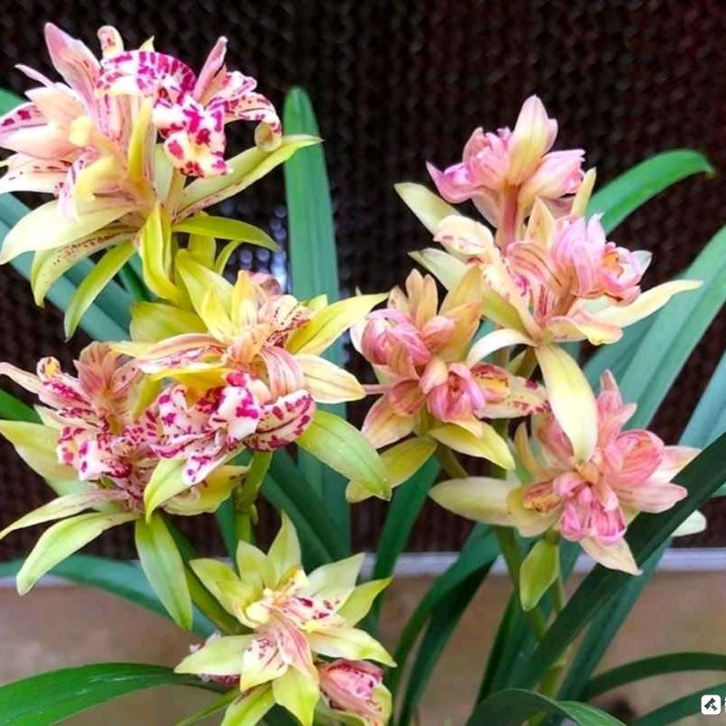 南靖县兴珍花卉经营部