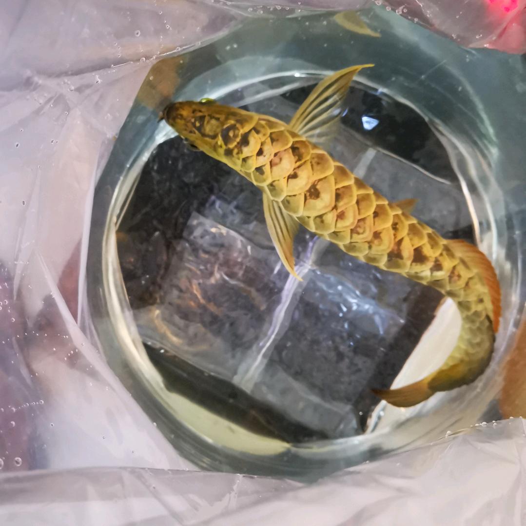 龙鱼宠物