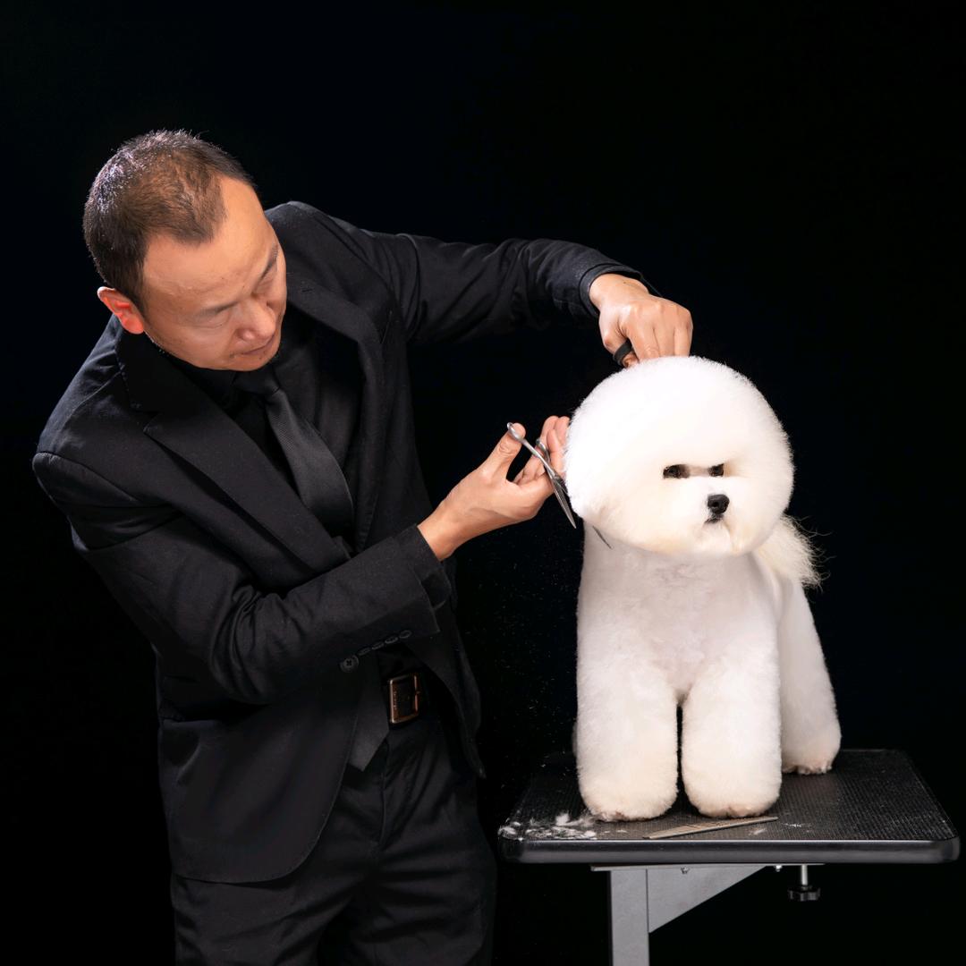 上海雄派比熊犬舍