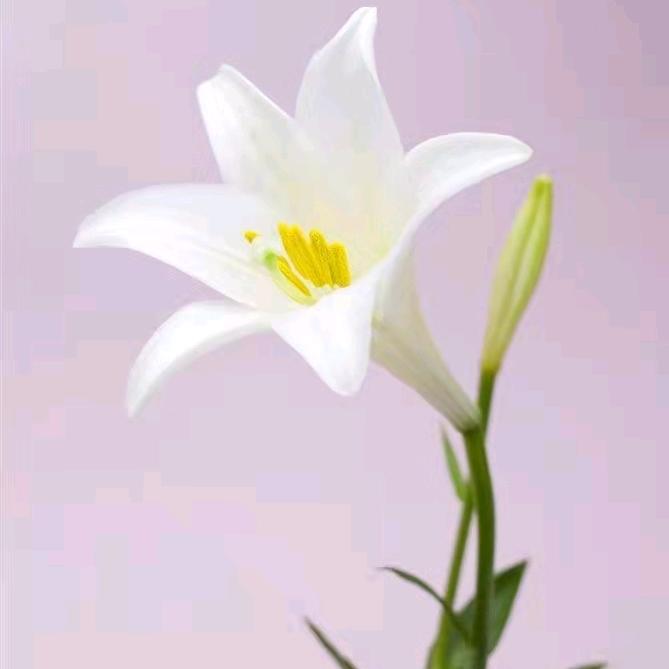 玉霞仙子