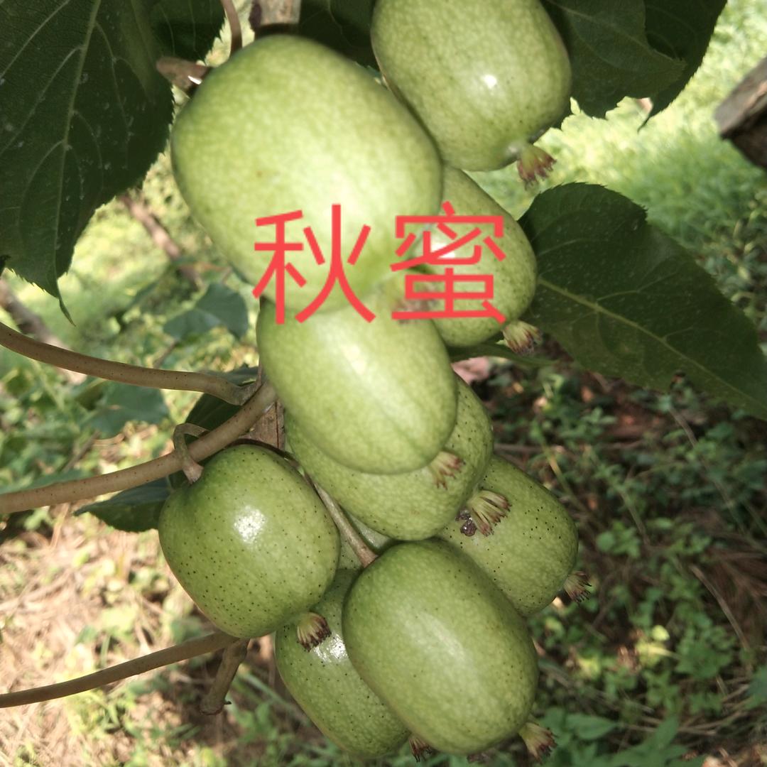 丹东秋蜜苗木基地
