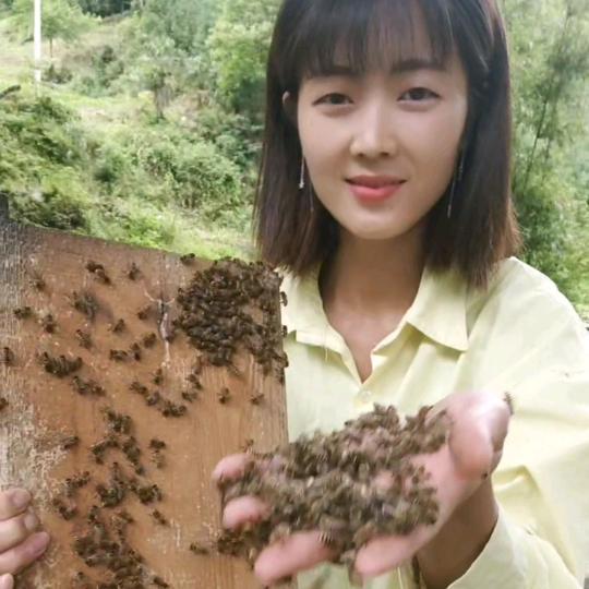 严妹子中蜂养殖