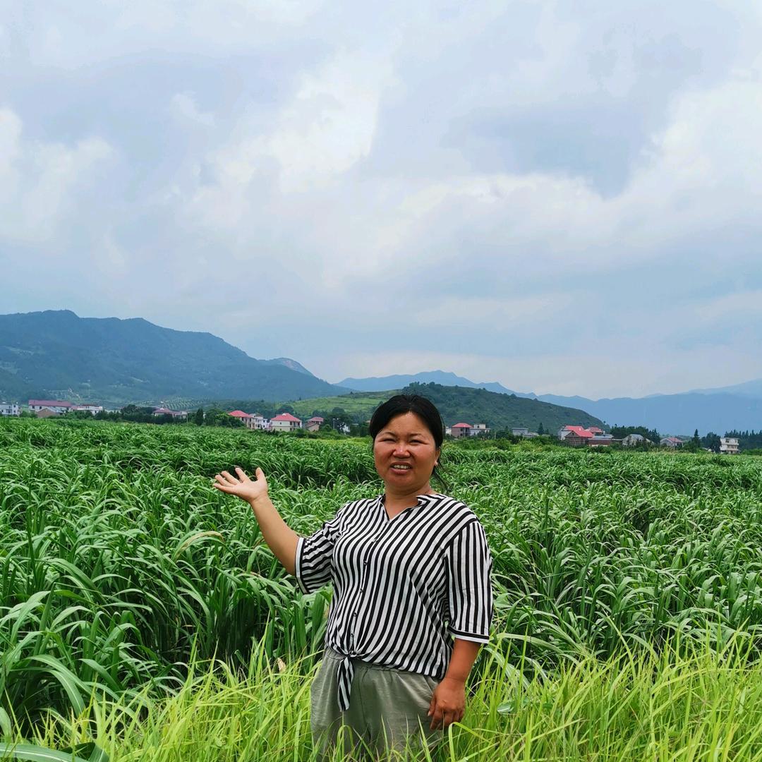 大地姐牧草绿色养殖