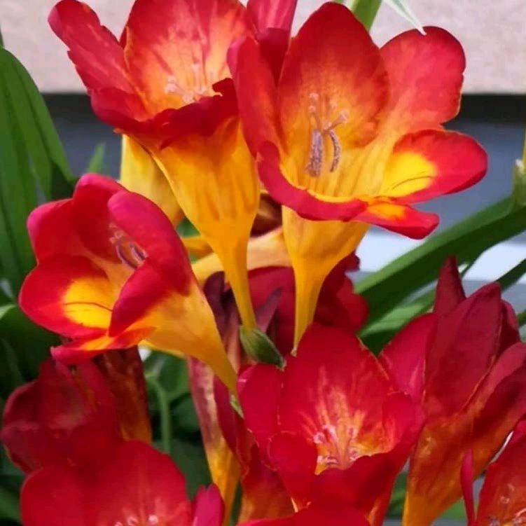 护花使者