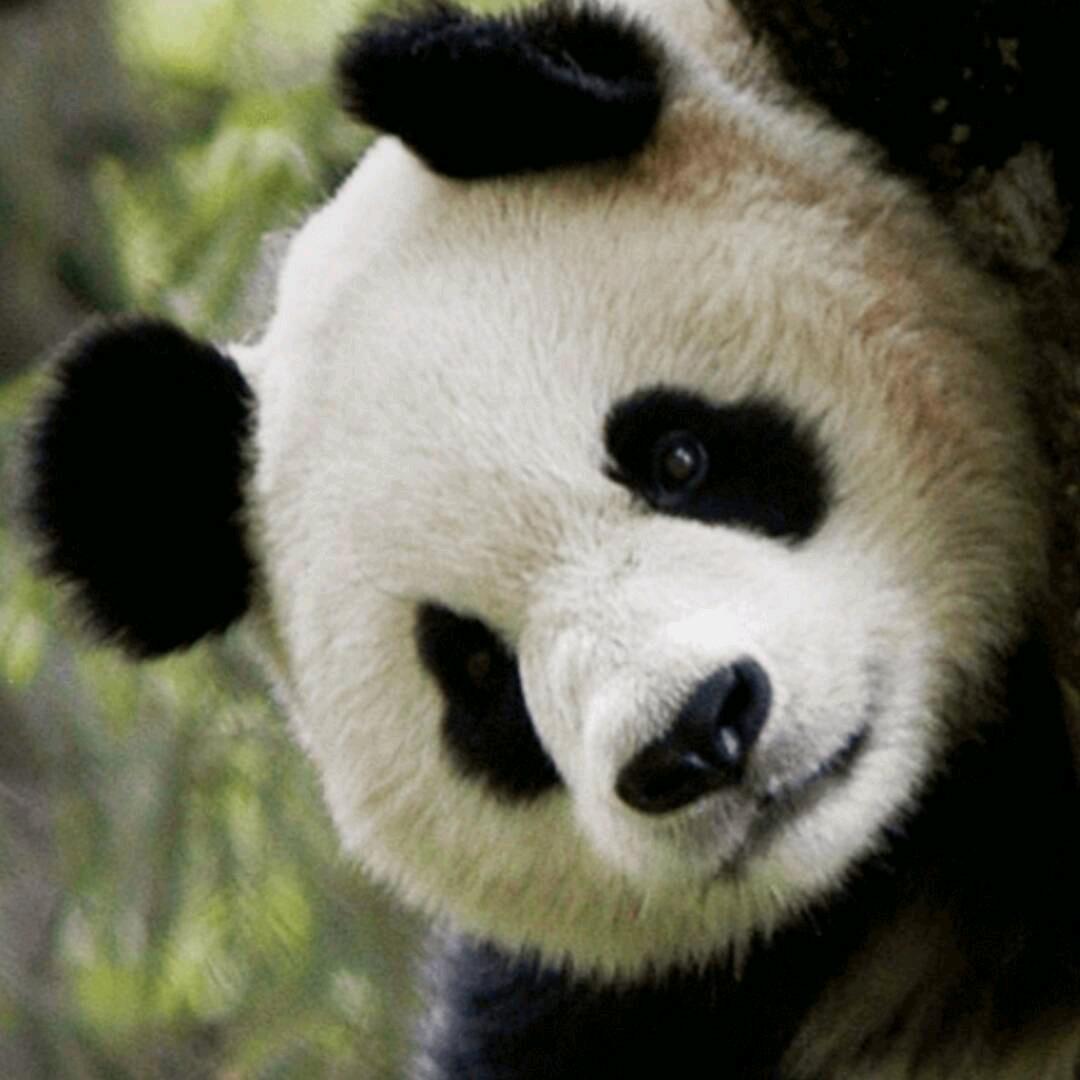 焱发现憨批不够吃了