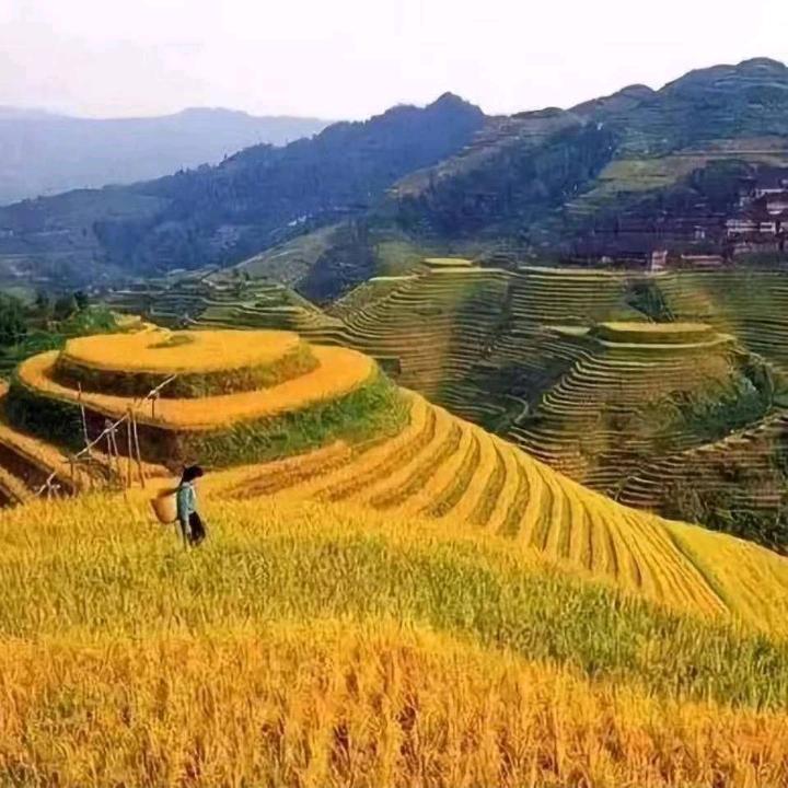 玉珍