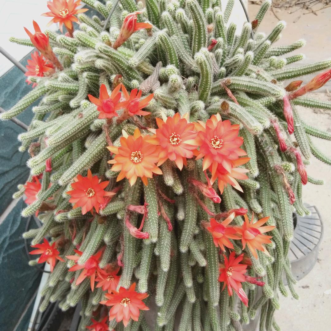 晚秋