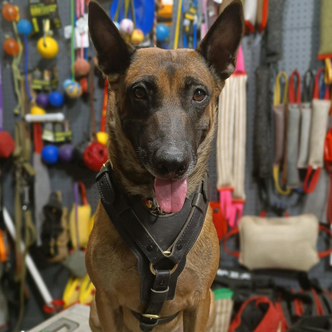 摩尔犬具