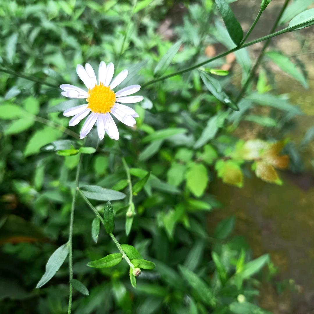 锅➖太➖大🌻
